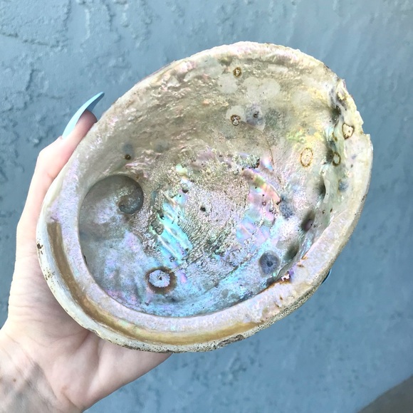 Large Abalone Shell 🐚 - Picture 3 of 5